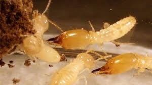 شركة مكافحة النمل الابيض بالرياض