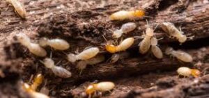 شركة مكافحة النمل الابيض بالرياض