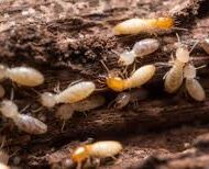 شركة مكافحة النمل الابيض بالرياض