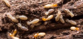 شركة مكافحة النمل الابيض بالرياض