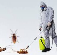 شركة مكافحة الصراصير بالرياض